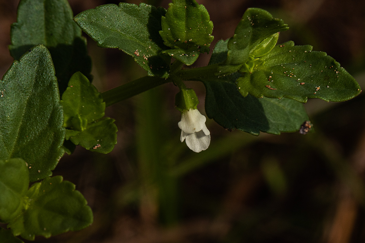 Torenia thouarsii Torenia thouarsii