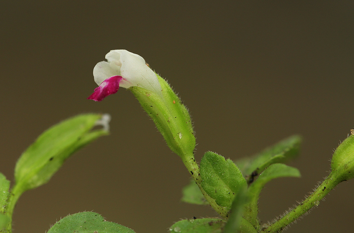 Torenia thouarsii Torenia thouarsii
