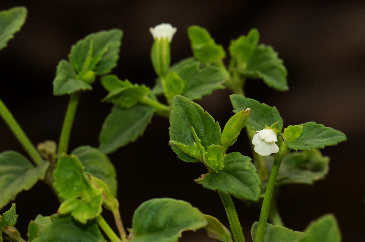 Torenia thouarsii Torenia thouarsii