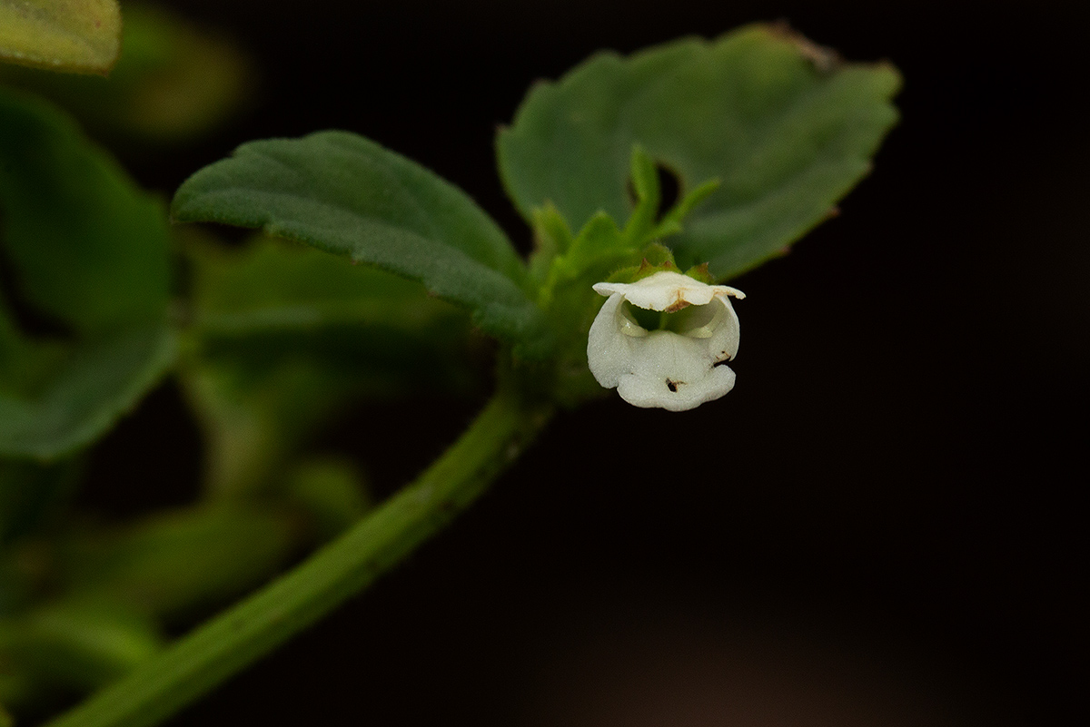 Torenia thouarsii Torenia thouarsii