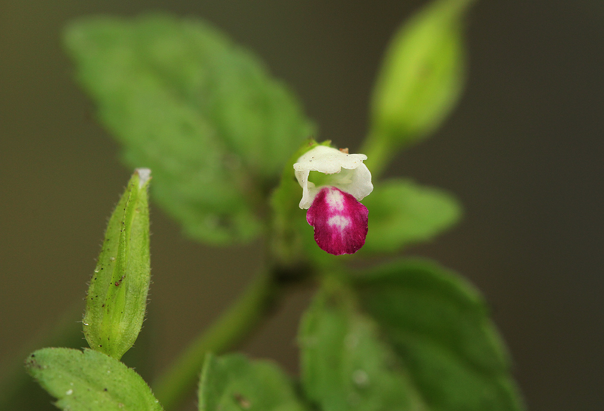 Torenia thouarsii Torenia thouarsii