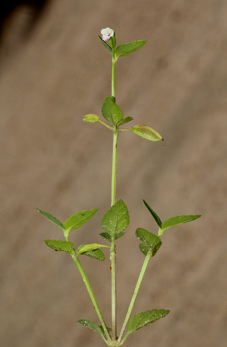 Torenia thouarsii Torenia thouarsii