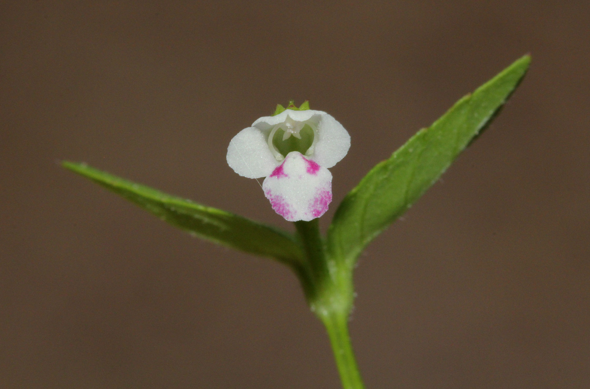 Torenia thouarsii
