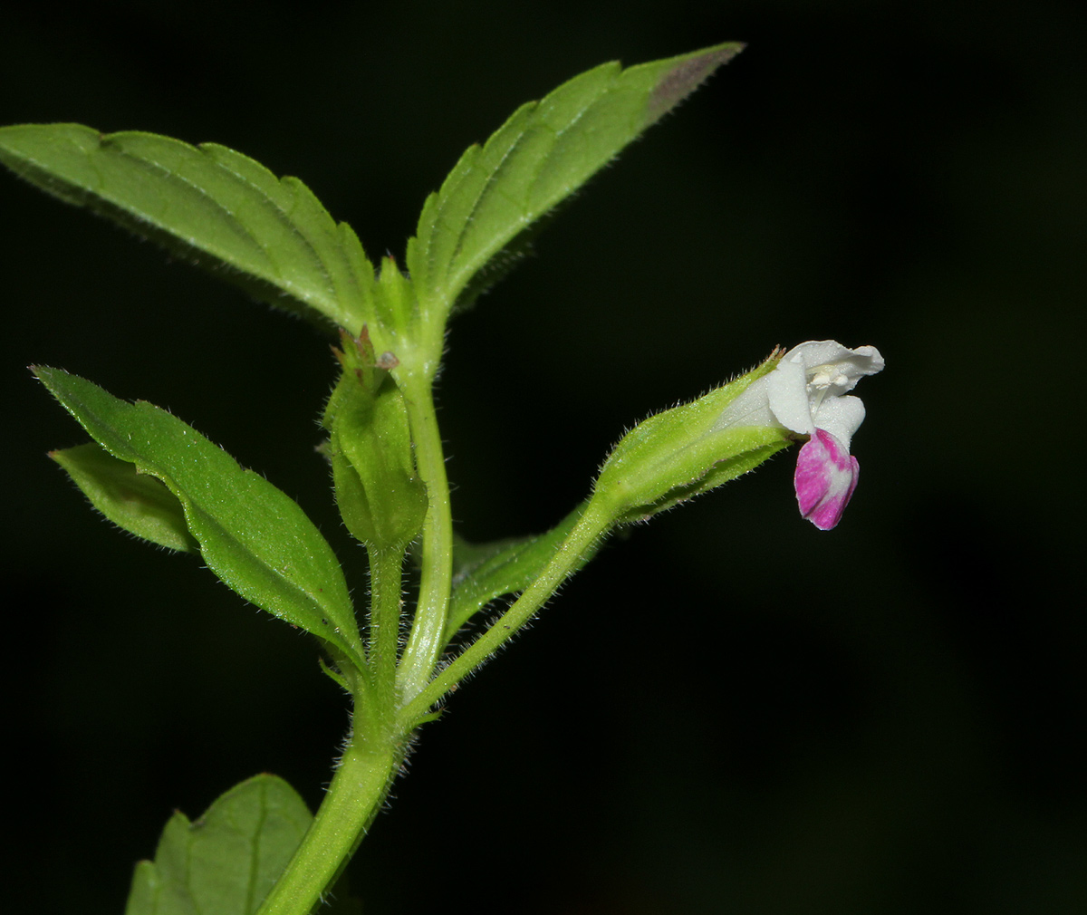 Torenia thouarsii Torenia thouarsii