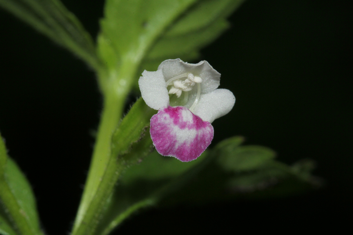 Torenia thouarsii