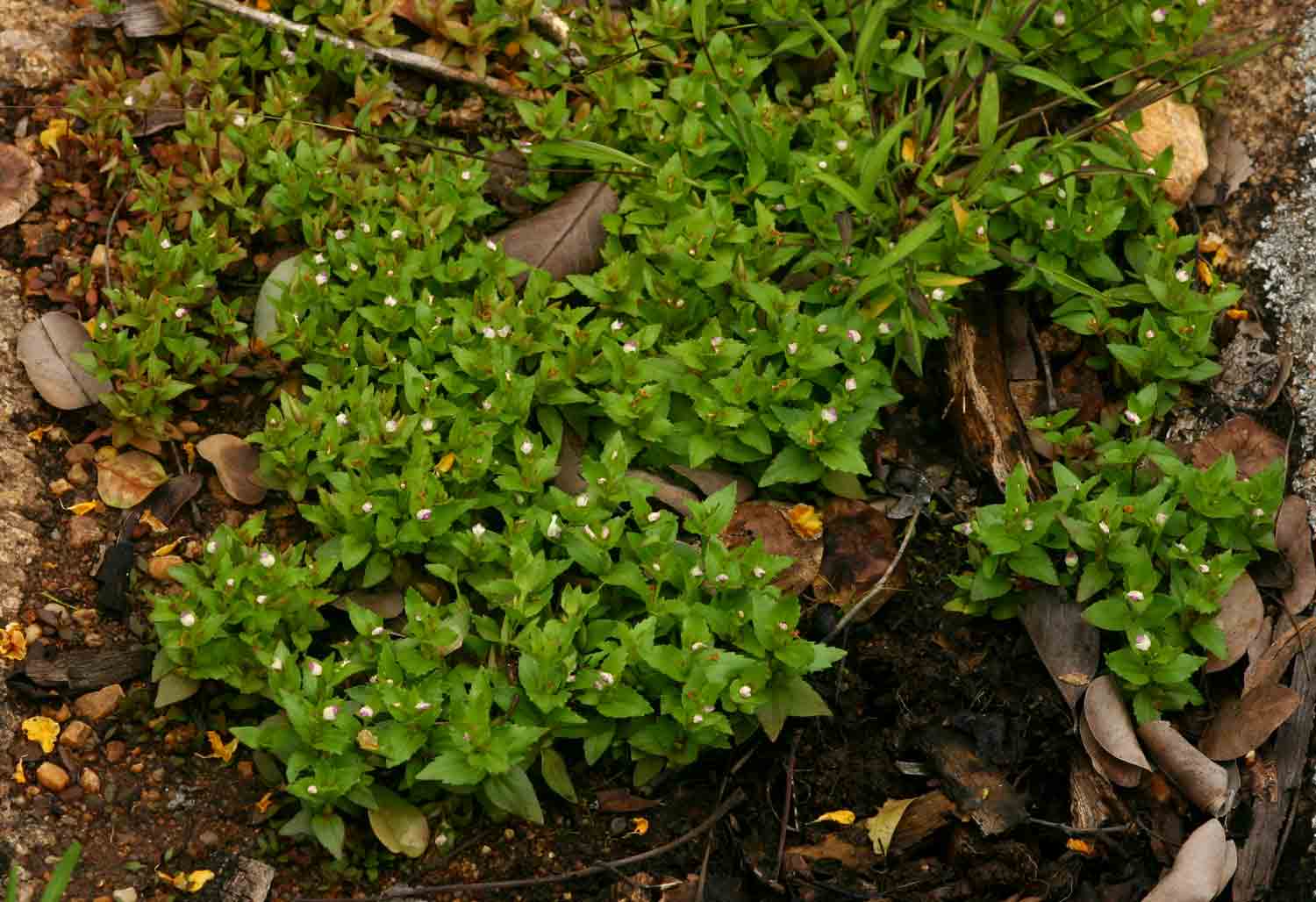 Linderniella nana Linderniella nana