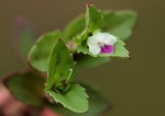Linderniella nana