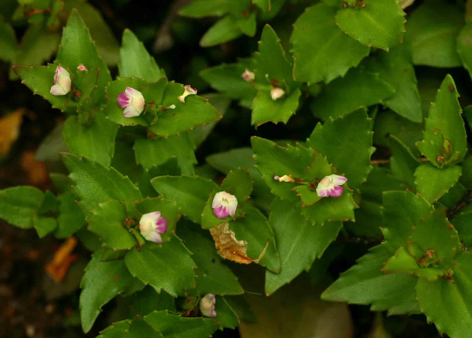 Linderniella nana