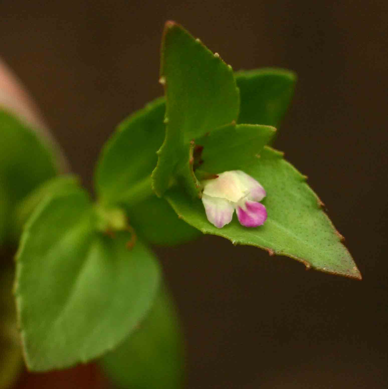 Linderniella nana Linderniella nana