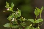 Linderniella nana