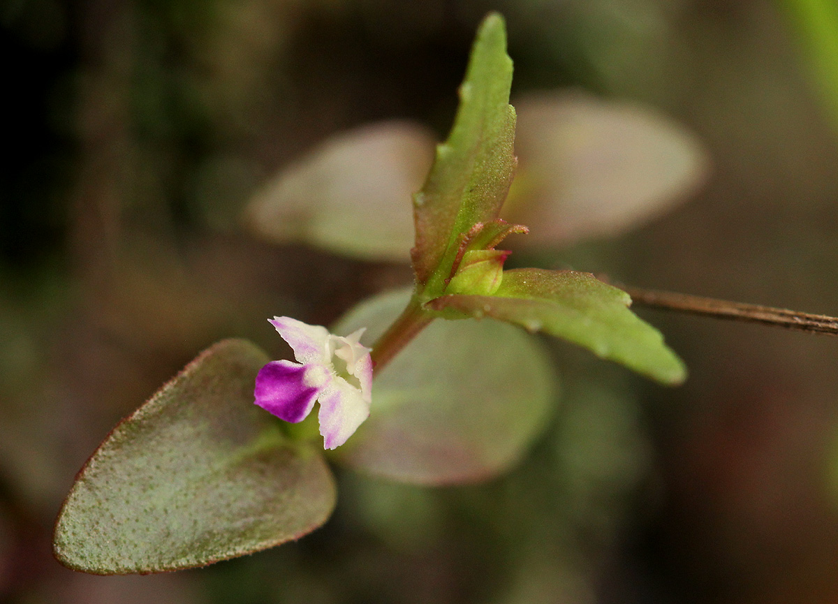Linderniella nana Linderniella nana