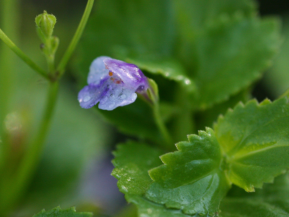 Craterostigma nummulariifolium