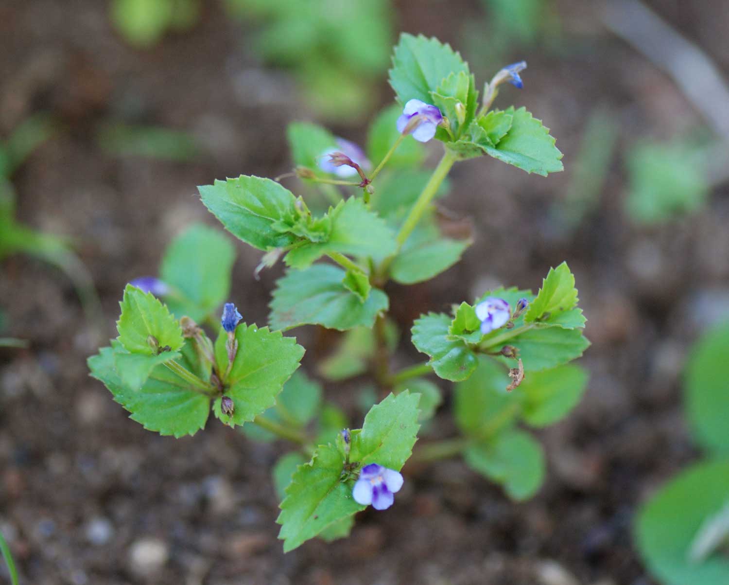 Craterostigma nummulariifolium Craterostigma nummulariifolium