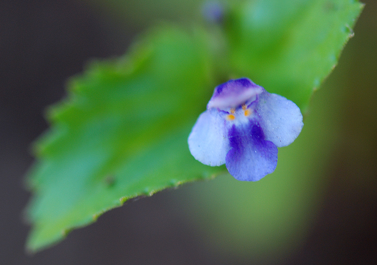Craterostigma nummulariifolium Craterostigma nummulariifolium