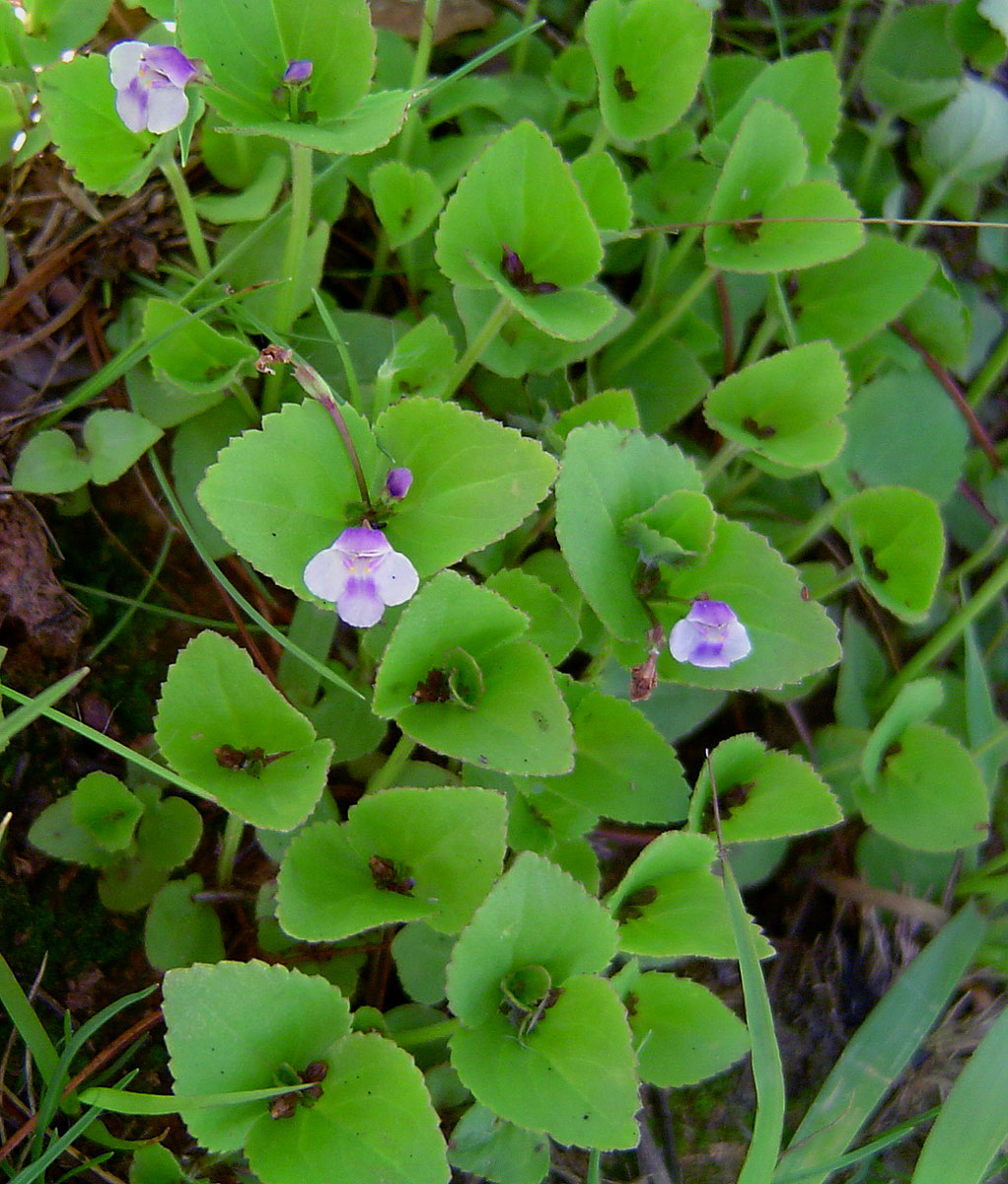 Craterostigma nummulariifolium