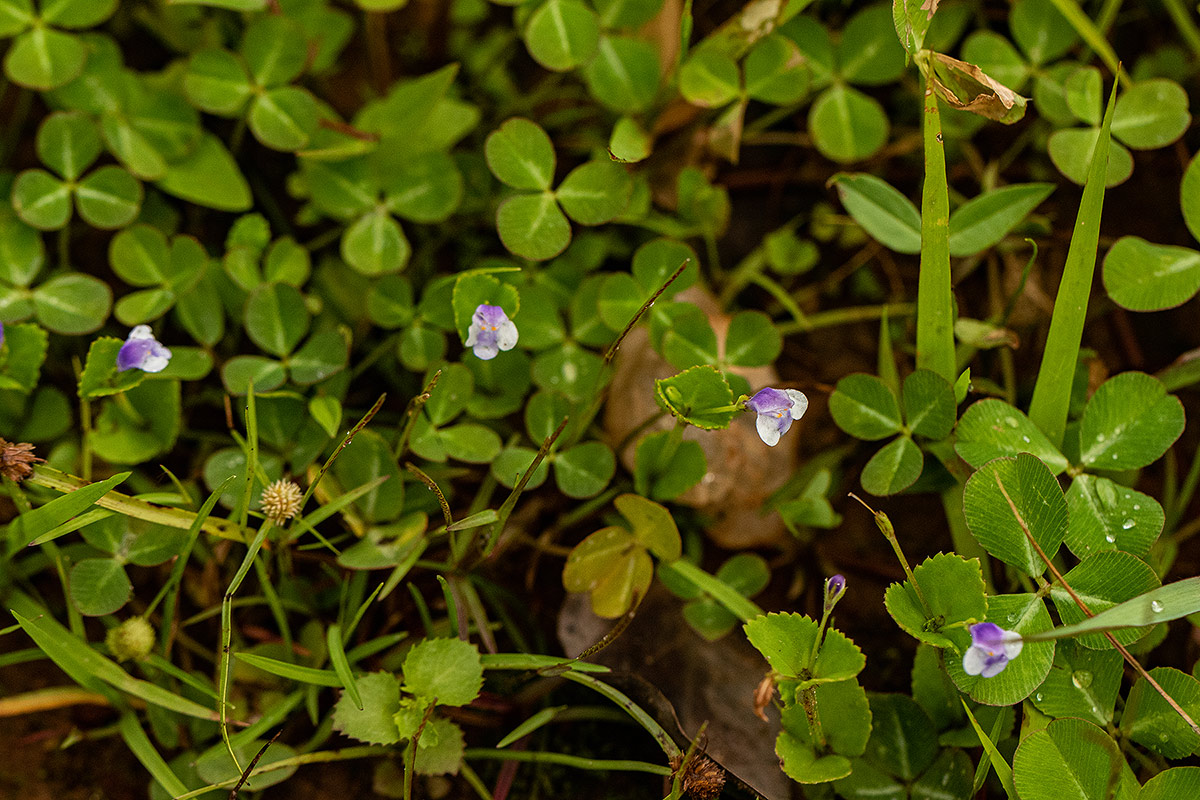 Craterostigma nummulariifolium