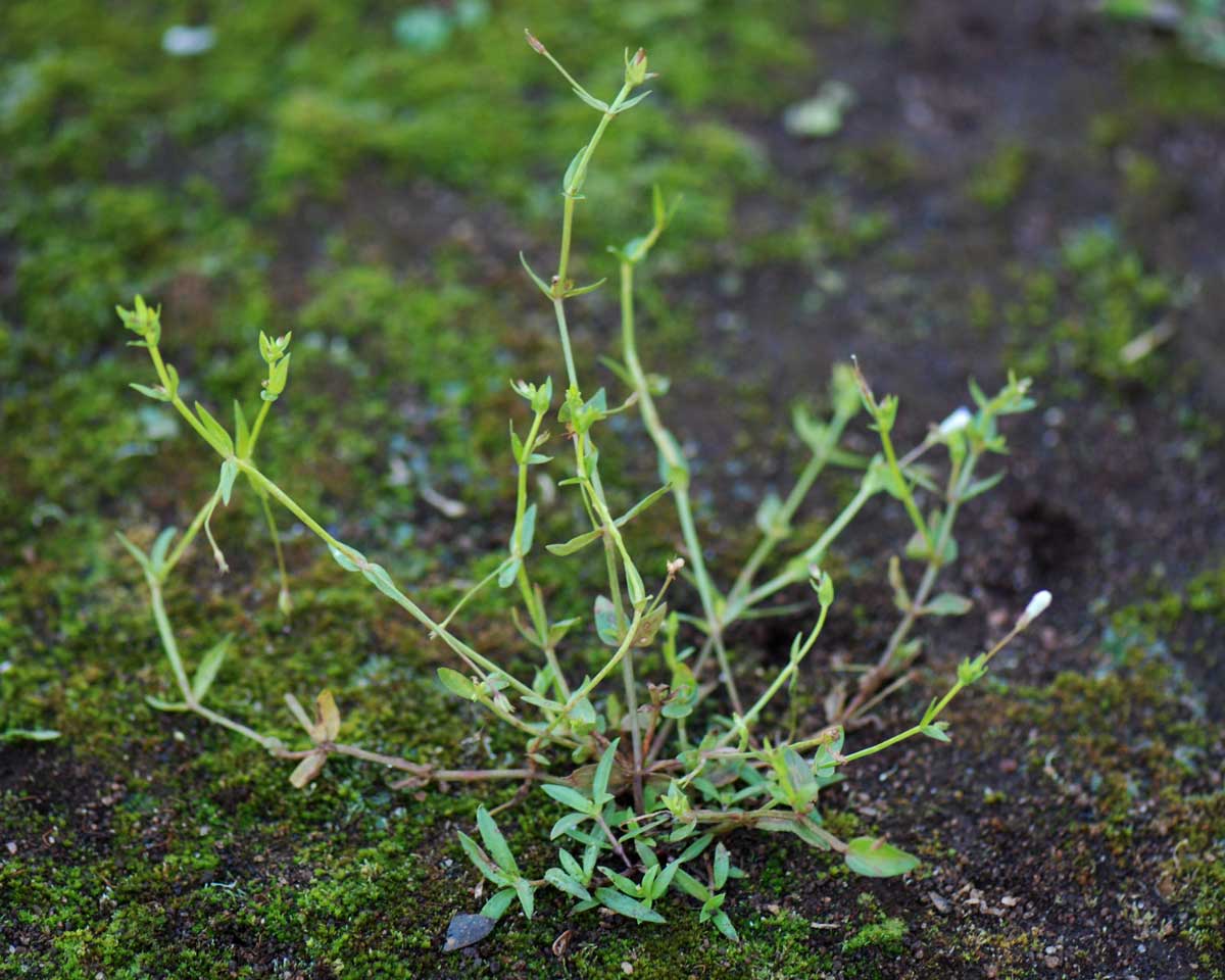 Lindernia parviflora