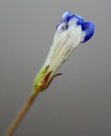 Lindernia parviflora