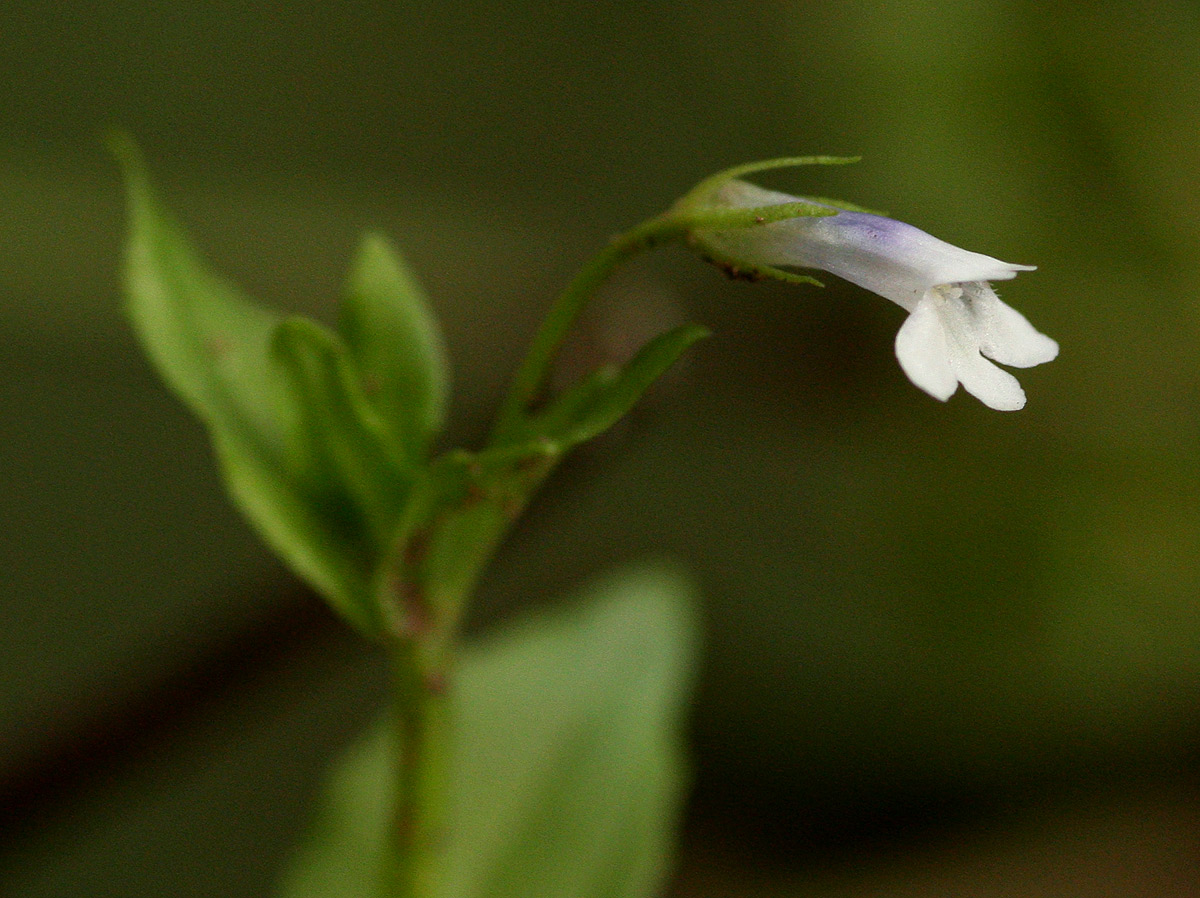Lindernia parviflora