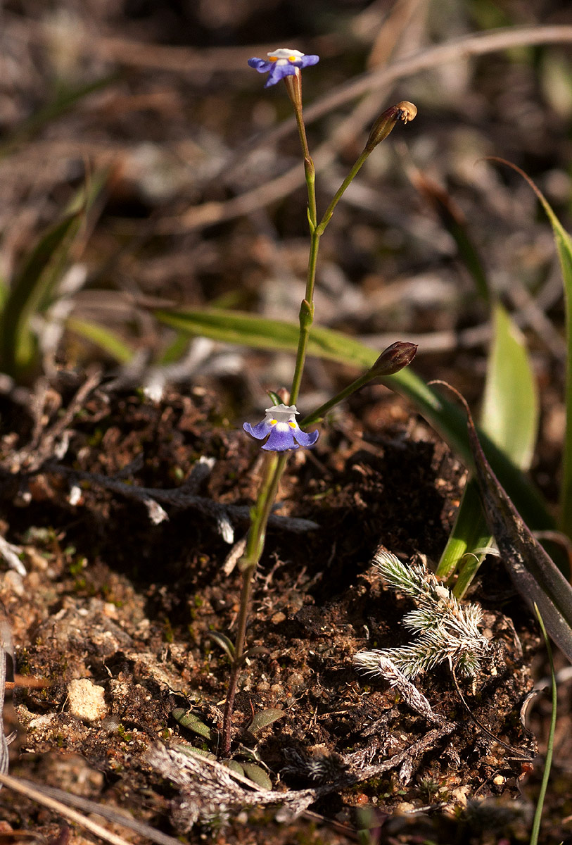 Linderniella wilmsii