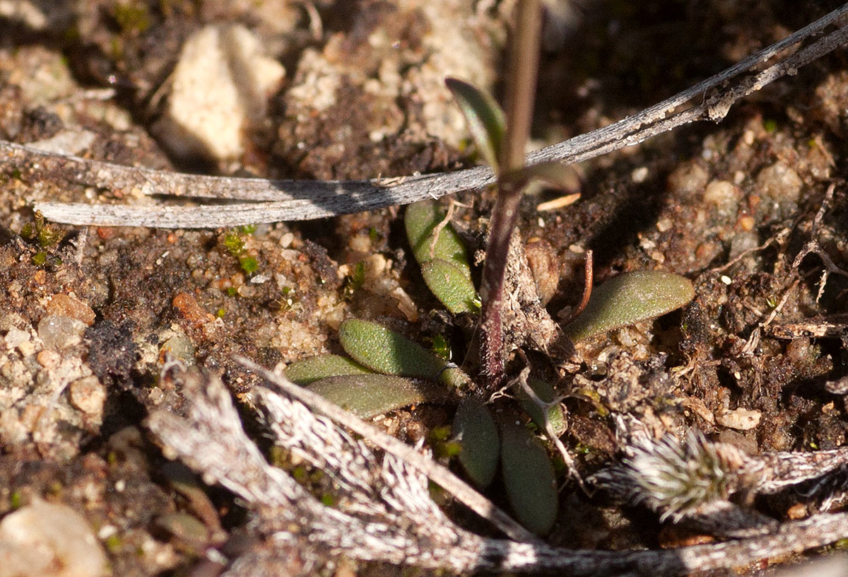 Linderniella wilmsii Linderniella wilmsii