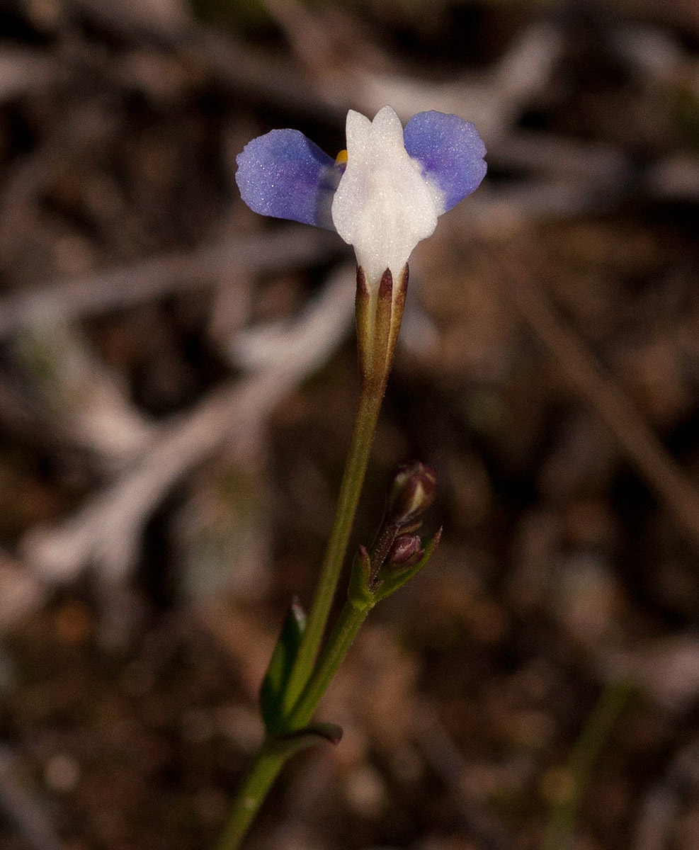 Linderniella wilmsii Linderniella wilmsii