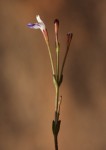 Linderniella wilmsii