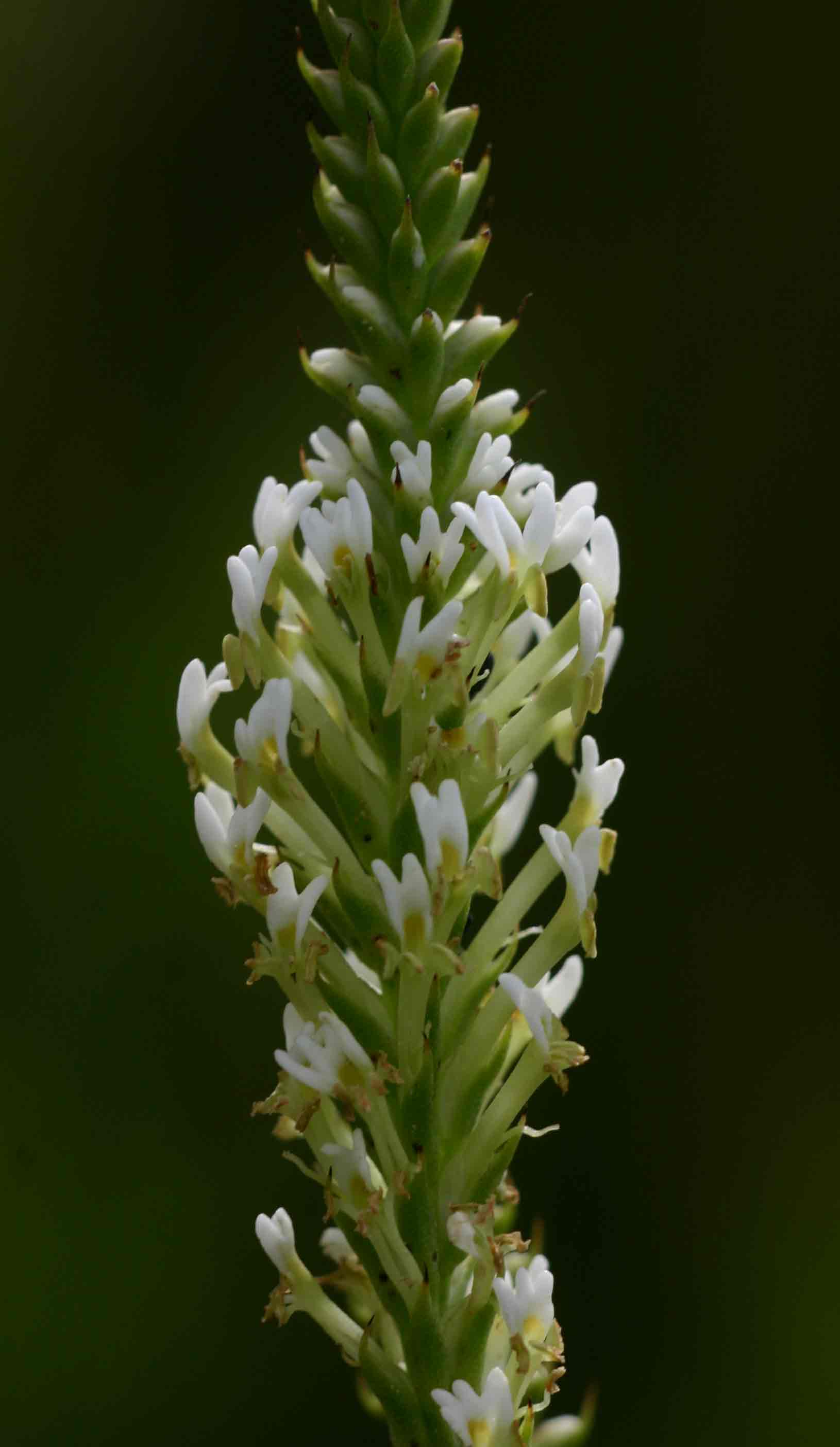 Hebenstretia angolensis