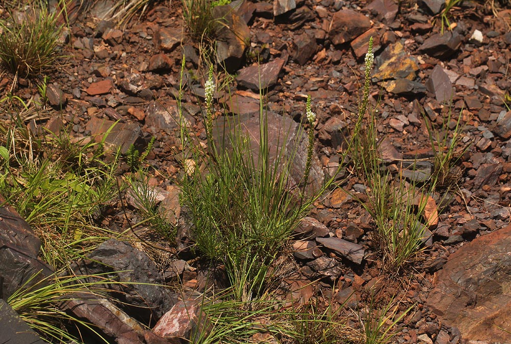 Hebenstretia angolensis Hebenstretia angolensis