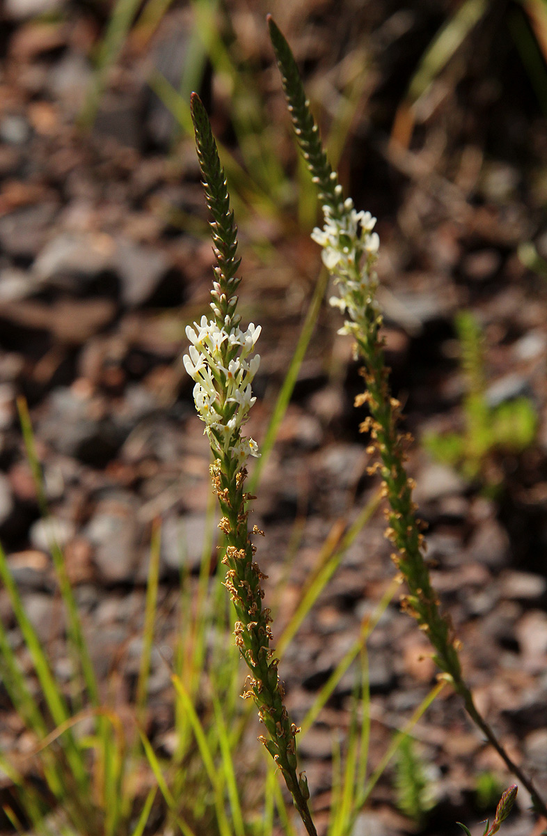 Hebenstretia angolensis