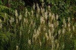 Hebenstretia angolensis