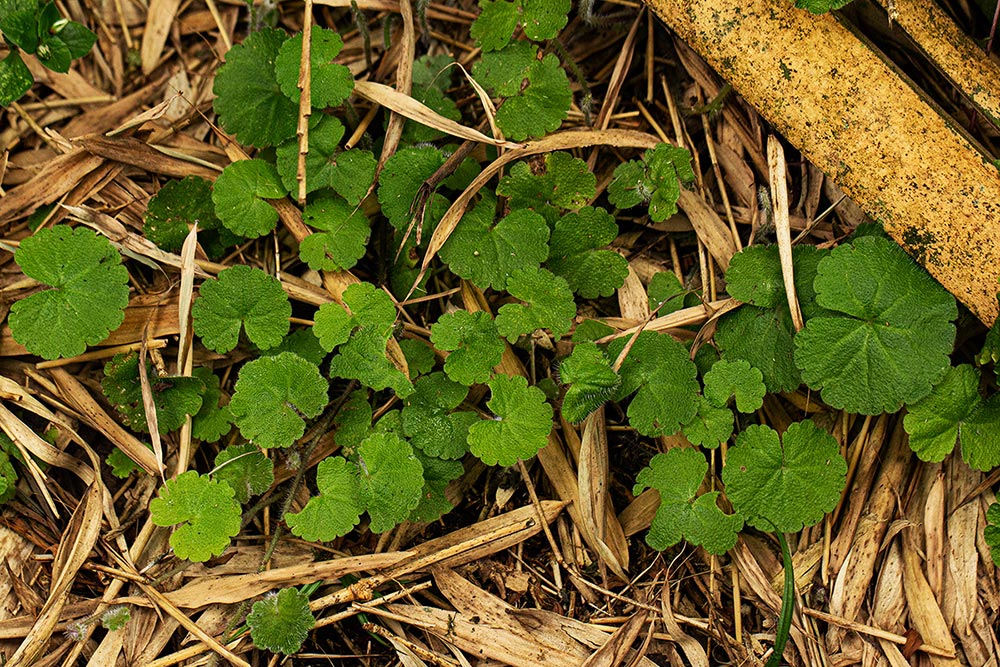 Sibthorpia europaea Sibthorpia europaea