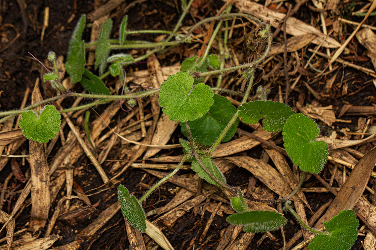 Sibthorpia europaea Sibthorpia europaea
