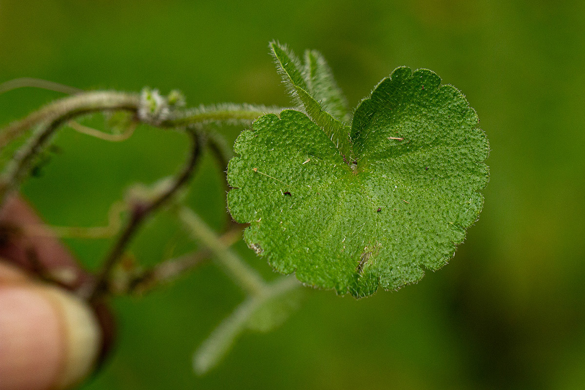 Sibthorpia europaea Sibthorpia europaea