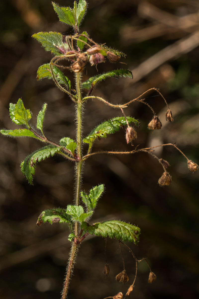 Veronica abyssinica