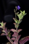 Veronica abyssinica