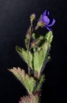 Veronica abyssinica