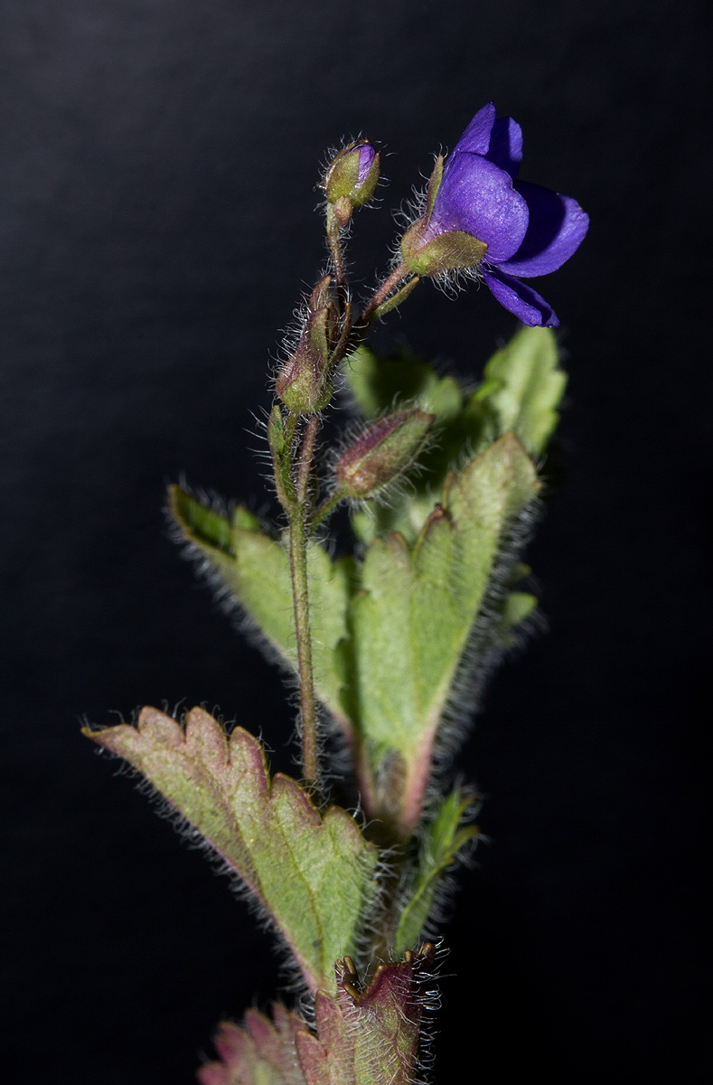 Veronica abyssinica