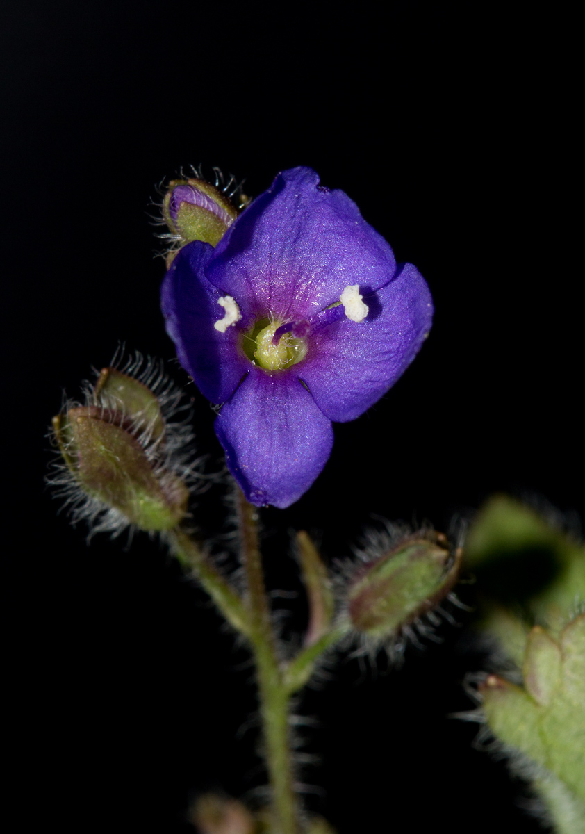 Veronica abyssinica
