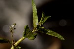 Veronica anagallis-aquatica