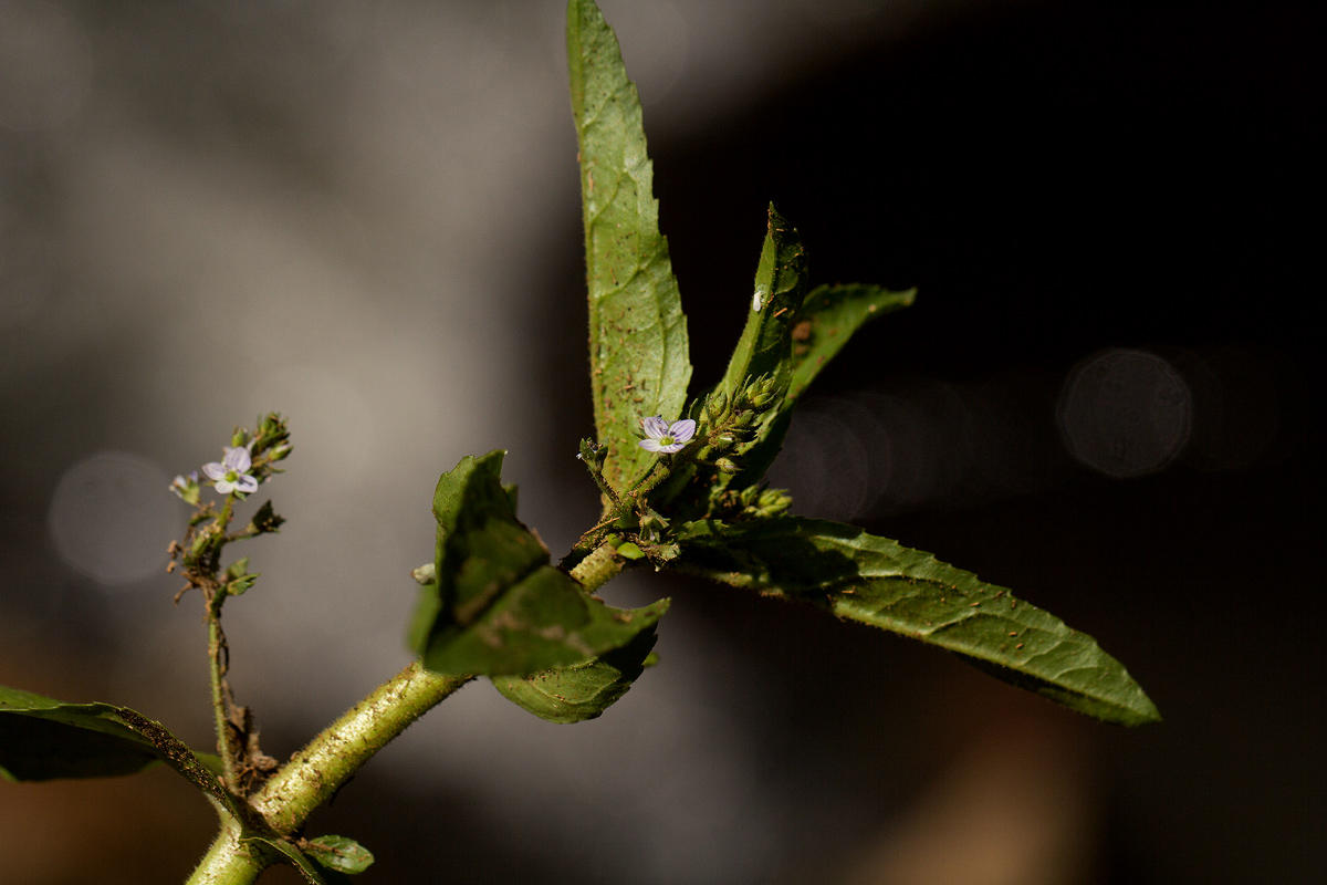 Veronica anagallis-aquatica