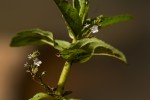 Veronica anagallis-aquatica