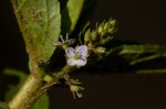 Veronica anagallis-aquatica