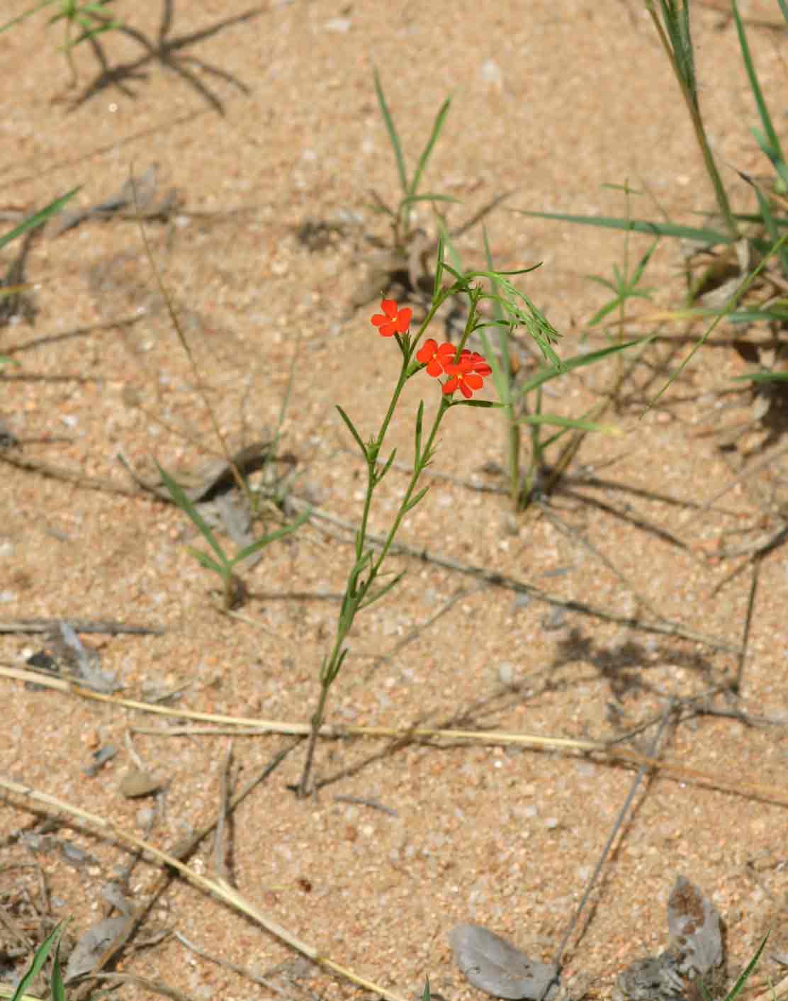 Striga asiatica Striga asiatica