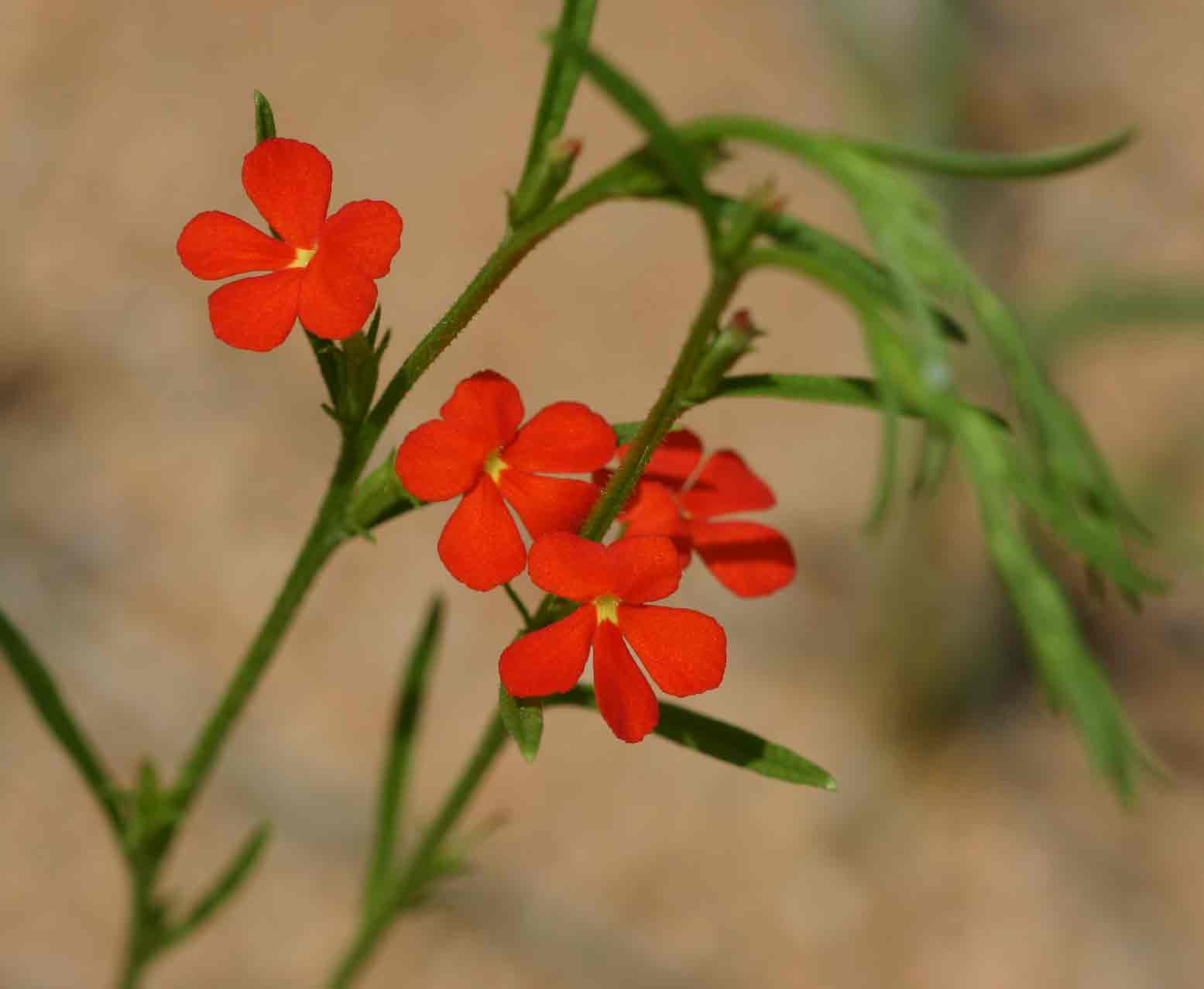 Striga asiatica Striga asiatica