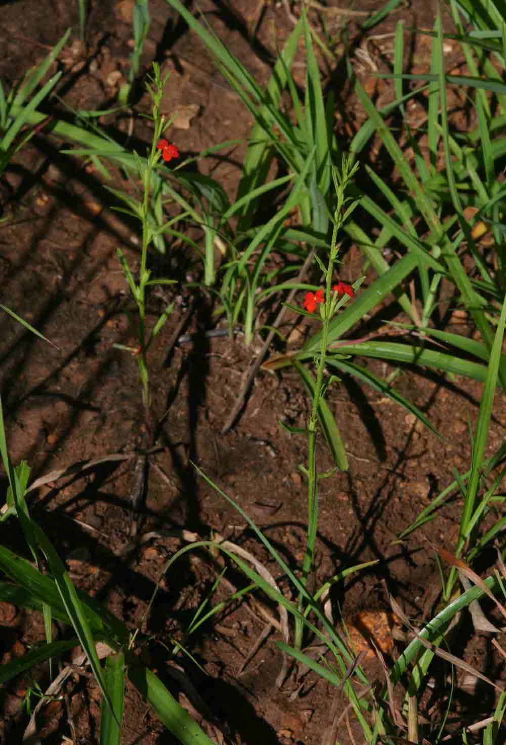 Striga asiatica Striga asiatica