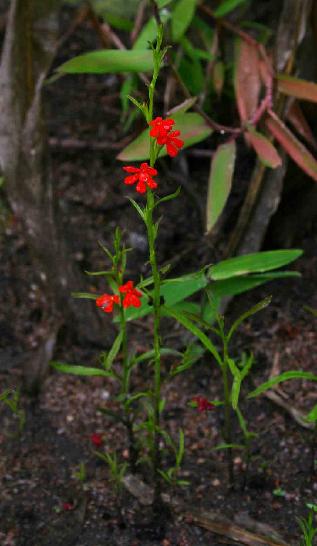 Striga asiatica Striga asiatica