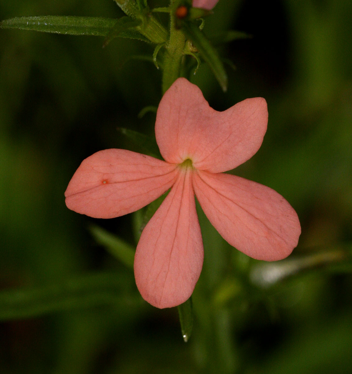 Striga forbesii Striga forbesii