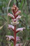 Orobanche minor