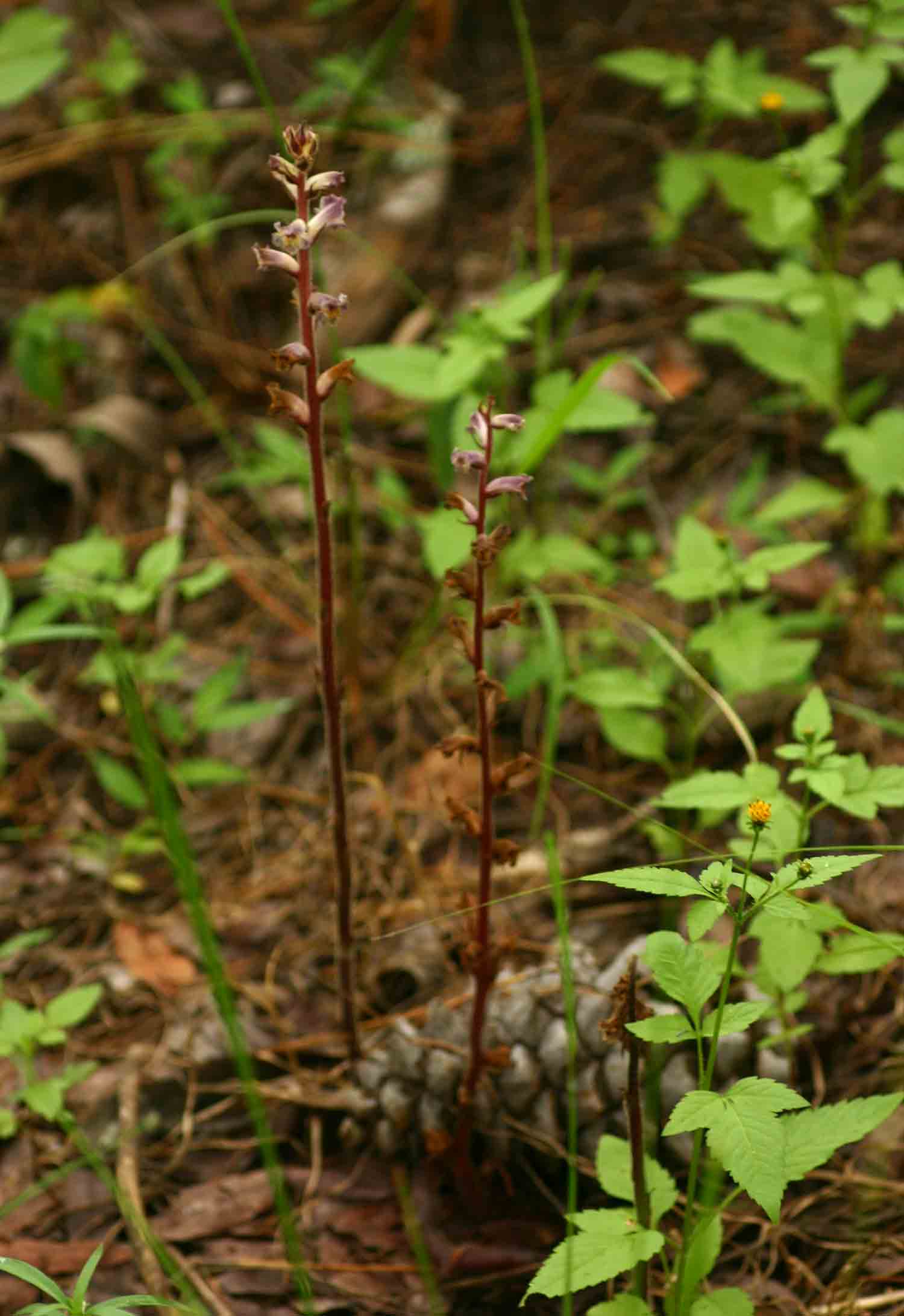 Orobanche minor Orobanche minor